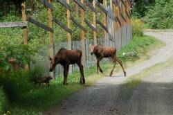 a1sx2_Thumbnail1_baby_moose.jpg